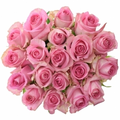 Růžová růže REVIVAL