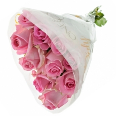 Růžová růže REVIVAL