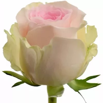 Růžová růže REVIVAL SWEET 60cm (L)
