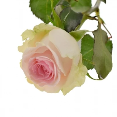 Růžová růže REVIVAL SWEET