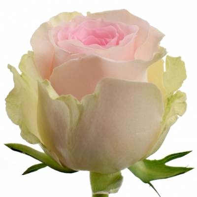 Růžová růže REVIVAL SWEET 50cm (L)