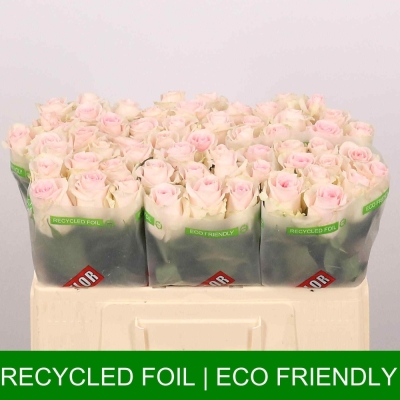 Růžová růže REVIVAL SWEET