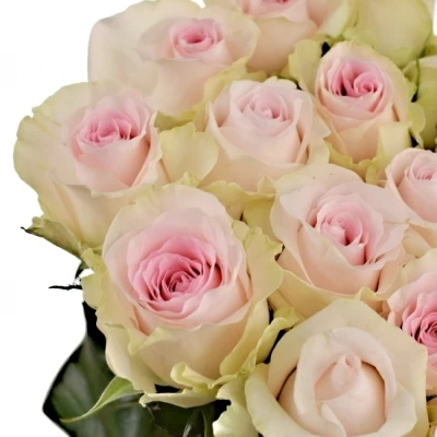 Růžová růže REVIVAL SWEET