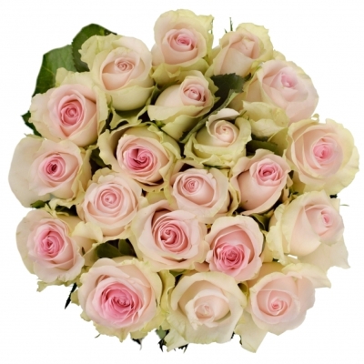 Růžová růže REVIVAL SWEET