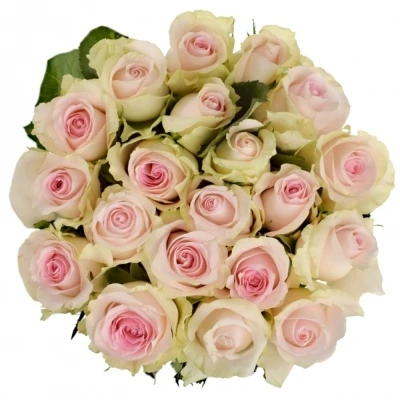 Růžová růže REVIVAL SWEET