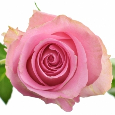 Růžová růže REVIVAL