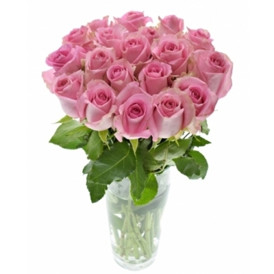 Růžová růže REVIVAL