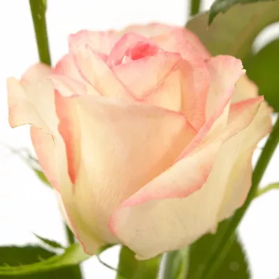 Růžová růže REVUE 40cm/3+