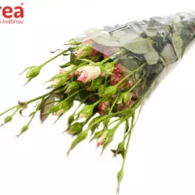 Růžová růže REVUE 40cm/3+