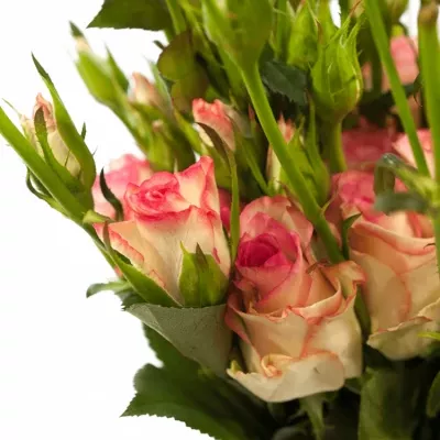 Růžová růže trsová REVUE 40cm/3+