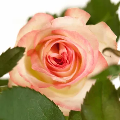 Růžová růže REVUE 40cm/3+