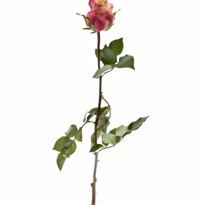 Růžová růže RIGOLETTO 50cm (L)