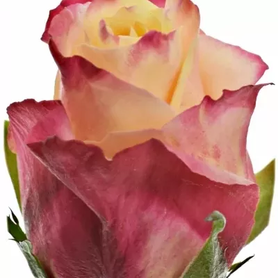 Růžovožlutá růže RIGOLETTO 70cm (L)