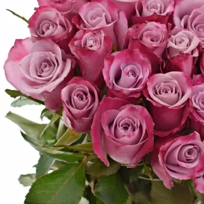 Růžová růže ROCKFIRE 60cm (M)