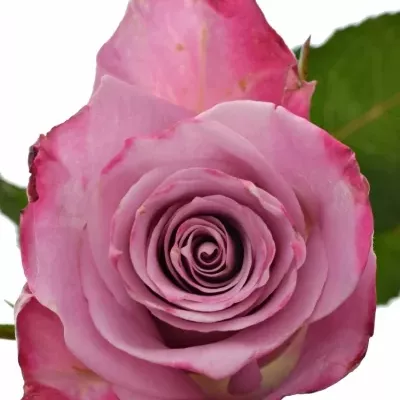 Růžová růže ROCKFIRE 60cm (M)