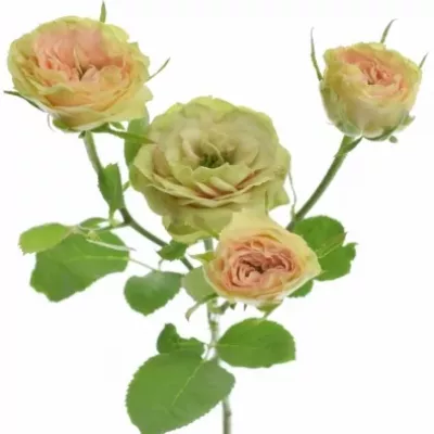 Ružová ruža ROMANTIC PEPITA 30cm / 4