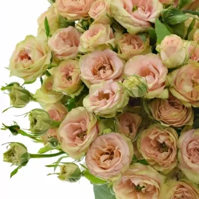 Růžová růže ROMANTIC PEPITA 40cm/4+ (S)