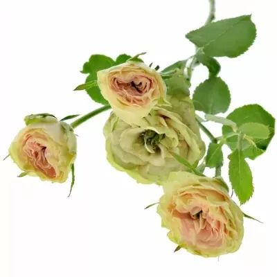 Růžová růže ROMANTIC PEPITA 30cm/4 