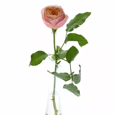 Růže ROMANTIC VUVUZELA