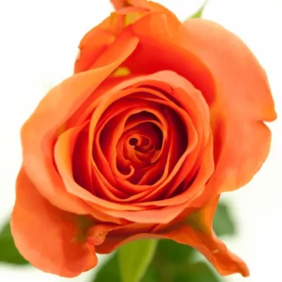 Růžová růže ROMANZA 40cm (L)