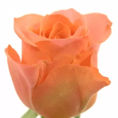 Růžová růže ROMANZA 50cm (L)
