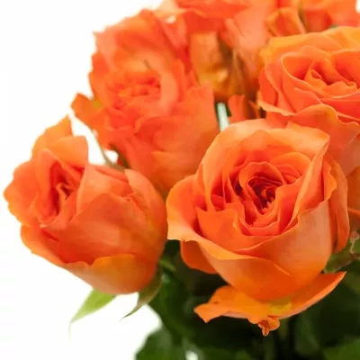 Růžová růže ROMANZA 40cm (L)
