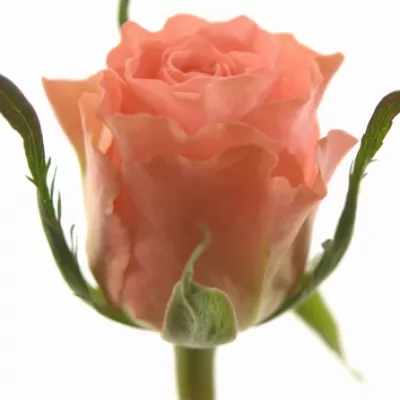 Růžová růže ROSALIE 50cm