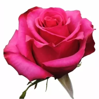 Růžová růže ROSEBERRY 60cm