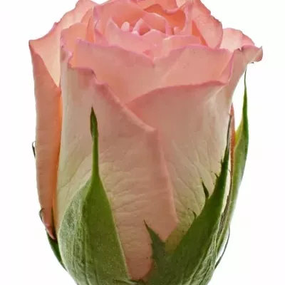 Růžová růže ROSEMANTIC 40cm (S)