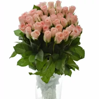 Růžová růže ROSEMANTIC 50cm (S)