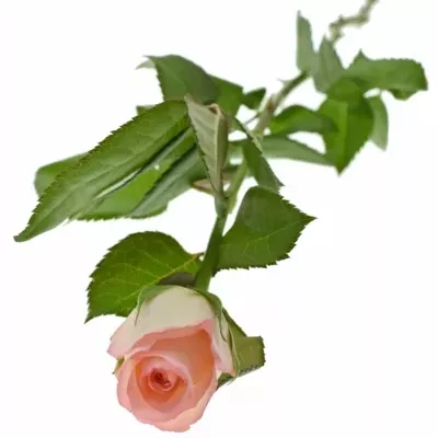 Růžová růže ROSEMANTIC 50cm (S)