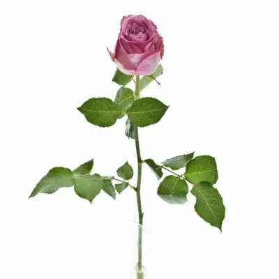 Růžová růže ROSEMARY 50cm (XL)