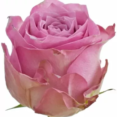 Růžová růže ROSEMARY 50cm (XL)