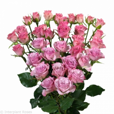 Marhuľová ruže 4 GOOD PEACH + 50cm / 5 +
