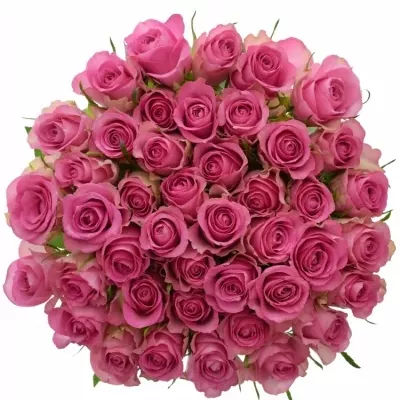Růžová růže ROYAL JEWEL 50cm (XL)