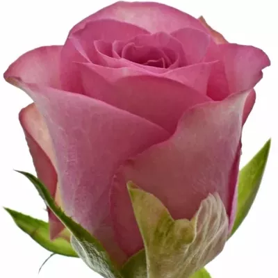 Růžová růže ROYAL JEWEL 40cm (S)
