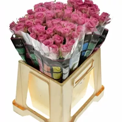 Růžová růže ROYAL JEWEL 50cm (XL)