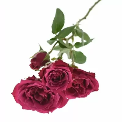 Růžová růže ROYAL MAGIC