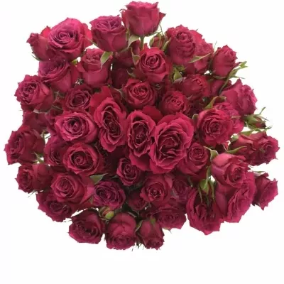 Růžová růže ROYAL MAGIC