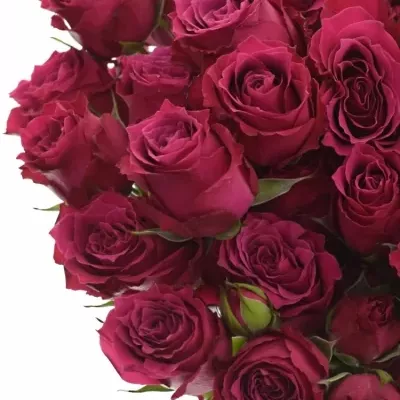 Růžová růže trsová ROYAL MAGIC 40 cm / 4+
