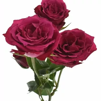 Růžová růže ROYAL MAGIC