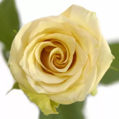 Růžová růže SAHARA ISLAND@ 50cm (L)