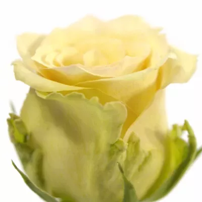 Růžová růže SAHARA ISLAND@ 50cm (L)