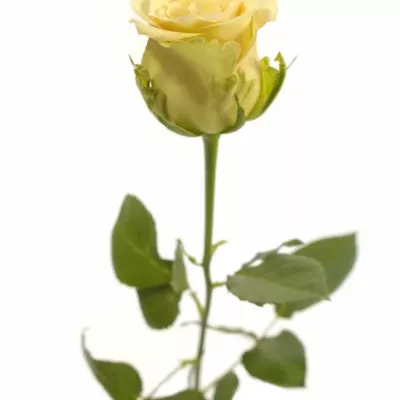 Růžová růže SAHARA ISLAND@ 50cm (L)