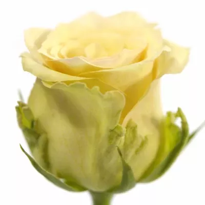 Krémová růže SAHARA ISLAND 50cm (L)