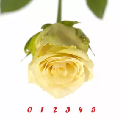 Růžová růže SAHARA ISLAND@ 50cm (L)