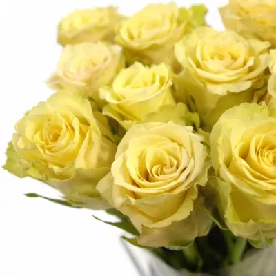 Růžová růže SAHARA ISLAND@ 50cm (L)