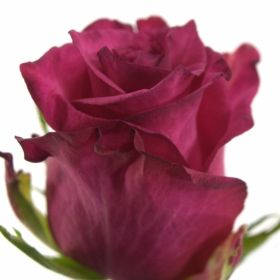Růžová růže SANAA+ 80cm