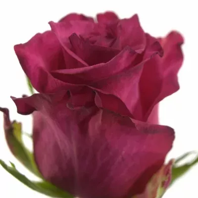Růžová růže SANAA+ 