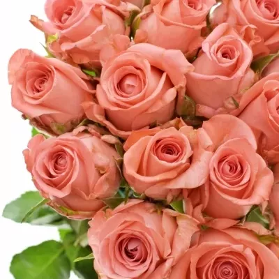 Růžová růže SANCARA 50cm (XL)